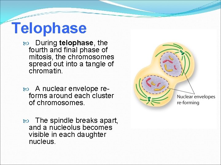 Telophase During telophase, the fourth and final phase of mitosis, the chromosomes spread out
