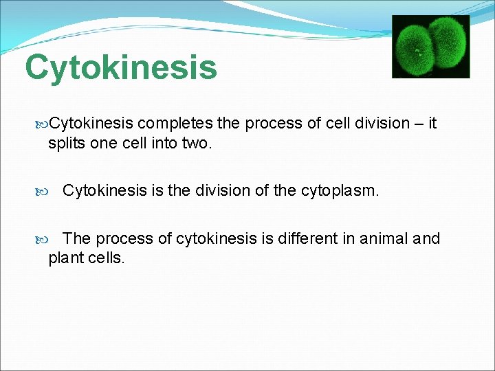 Cytokinesis completes the process of cell division – it splits one cell into two.