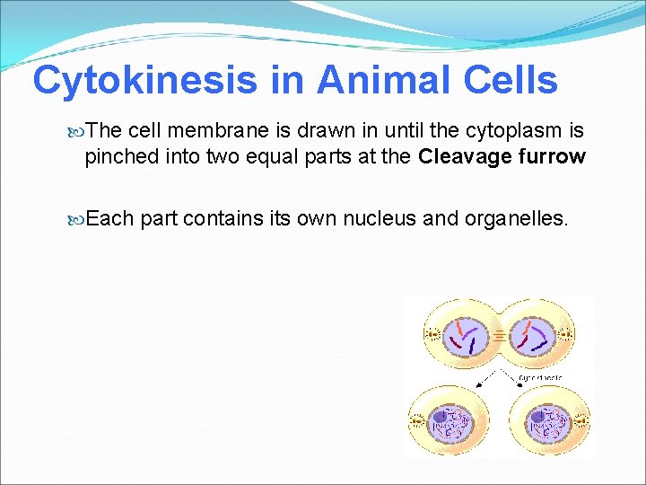 Cytokinesis in Animal Cells The cell membrane is drawn in until the cytoplasm is