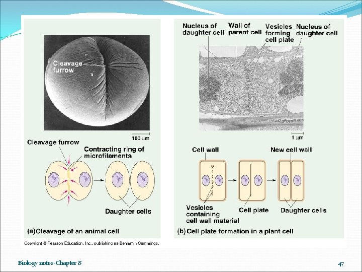 Biology notes-Chapter 8 47 