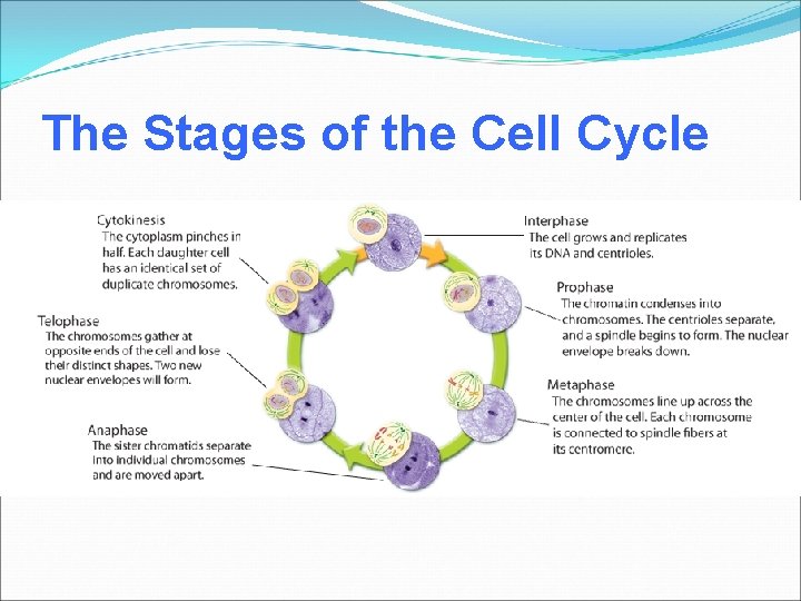 The Stages of the Cell Cycle 
