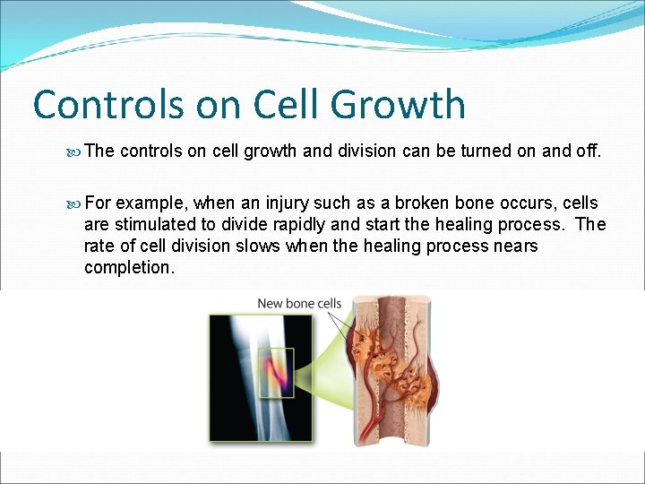 Controls on Cell Growth The controls on cell growth and division can be turned