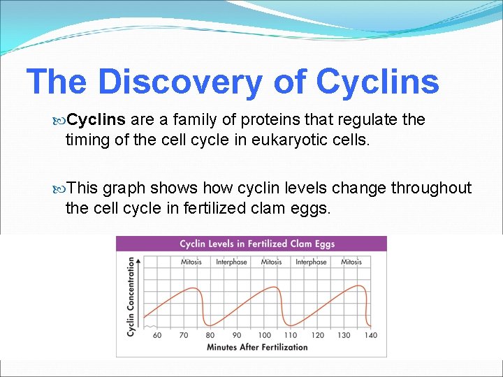 The Discovery of Cyclins are a family of proteins that regulate the timing of