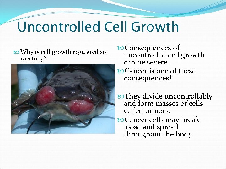 Uncontrolled Cell Growth Why is cell growth regulated so carefully? Consequences of uncontrolled cell