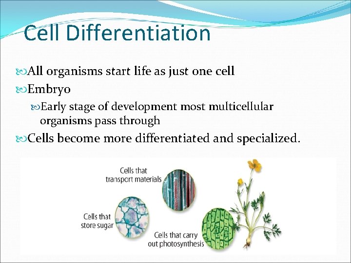 Cell Differentiation All organisms start life as just one cell Embryo Early stage of