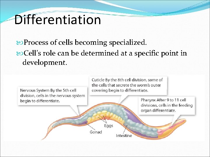 Differentiation Process of cells becoming specialized. Cell’s role can be determined at a specific