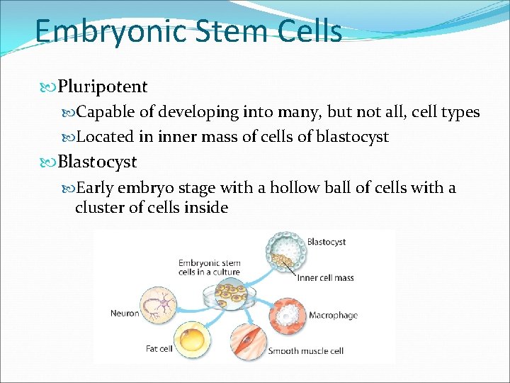 Embryonic Stem Cells Pluripotent Capable of developing into many, but not all, cell types