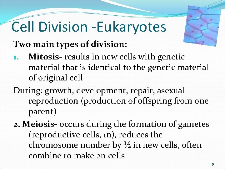 Cell Division -Eukaryotes Two main types of division: 1. Mitosis- results in new cells
