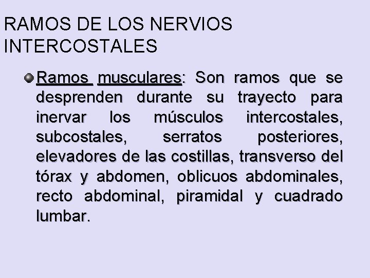 RAMOS DE LOS NERVIOS INTERCOSTALES Ramos musculares: Son ramos que se desprenden durante su