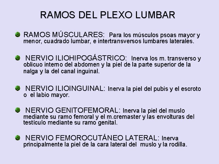 RAMOS DEL PLEXO LUMBAR RAMOS MÚSCULARES: Para los músculos psoas mayor y menor, cuadrado