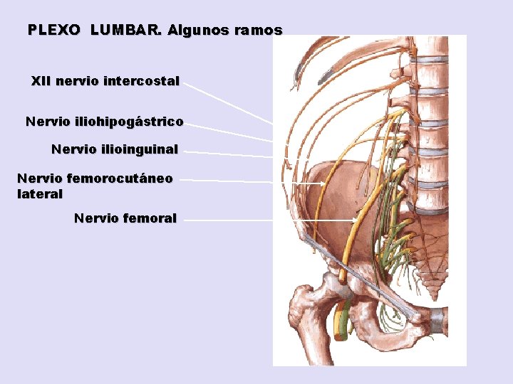 PLEXO LUMBAR. Algunos ramos XII nervio intercostal Nervio iliohipogástrico Nervio ilioinguinal Nervio femorocutáneo lateral