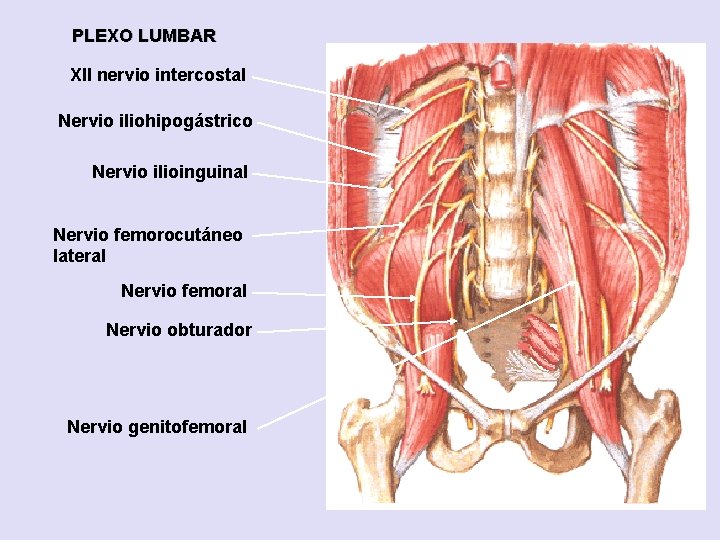 PLEXO LUMBAR XII nervio intercostal Nervio iliohipogástrico Nervio ilioinguinal Nervio femorocutáneo lateral Nervio femoral
