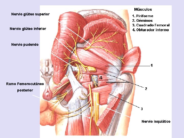 Nervio glúteo superior Nervio glúteo inferior Nervio pudendo Ramo Femorocutáneo posterior Nervio isquiático 