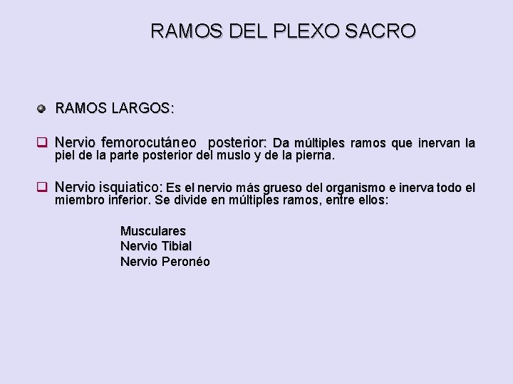 RAMOS DEL PLEXO SACRO RAMOS LARGOS: q Nervio femorocutáneo posterior: Da múltiples ramos que