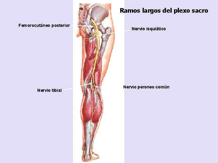 Ramos largos del plexo sacro Femorocutáneo posterior Nervio tibial Nervio isquiático Nervio peroneo común