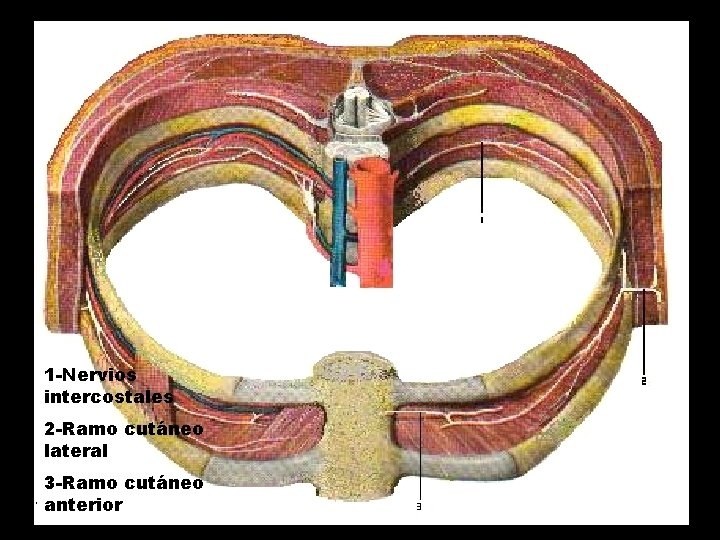 1 -Nervios intercostales 2 -Ramo cutáneo lateral 3 -Ramo cutáneo anterior 