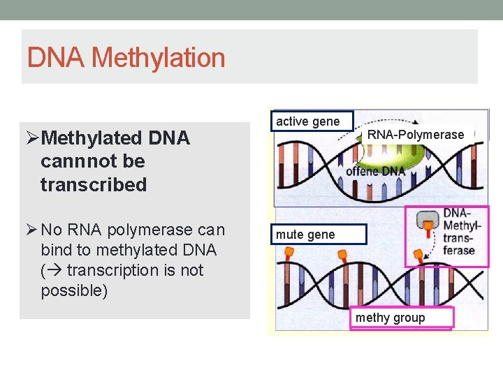 DNA Methylation Methylated DNA cannnot be transcribed No RNA polymerase can bind to methylated