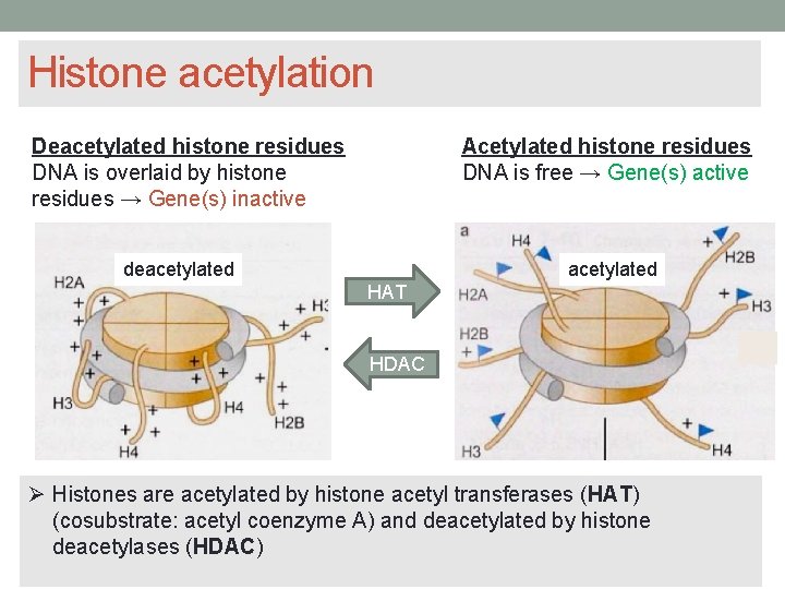 Histone acetylation Acetylated histone residues DNA is free → Gene(s) active Deacetylated histone residues