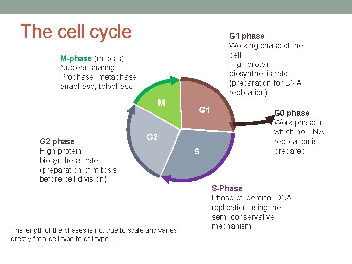 The cell cycle G 1 phase Working phase of the cell High protein biosynthesis