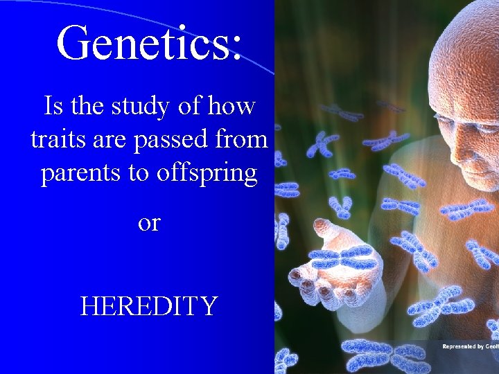 Genetics: Is the study of how traits are passed from parents to offspring or Genetics: Is the study of how traits are passed from parents to offspring or