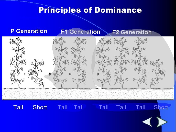 Principles of Dominance Section 11 -1 P Generation F 1 Generation F 2 Generation Principles of Dominance Section 11 -1 P Generation F 1 Generation F 2 Generation