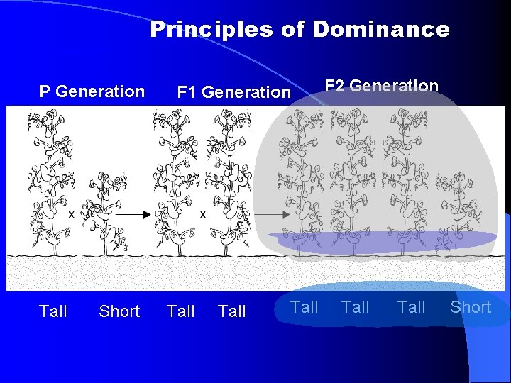 Principles of Dominance Section 11 -1 P Generation Tall Short F 1 Generation Tall Principles of Dominance Section 11 -1 P Generation Tall Short F 1 Generation Tall