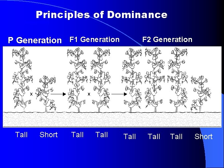 Principles of Dominance Section 11 -1 P Generation F 1 Generation Tall Short Tall Principles of Dominance Section 11 -1 P Generation F 1 Generation Tall Short Tall