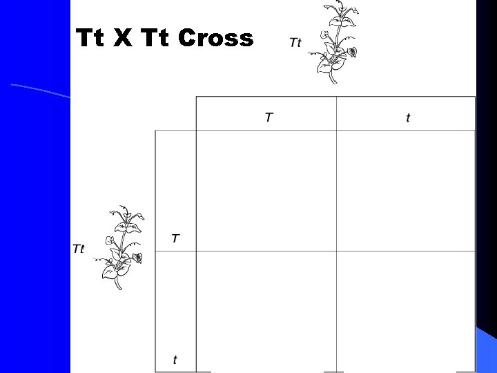 Tt X Tt Cross Tt X Tt Cross