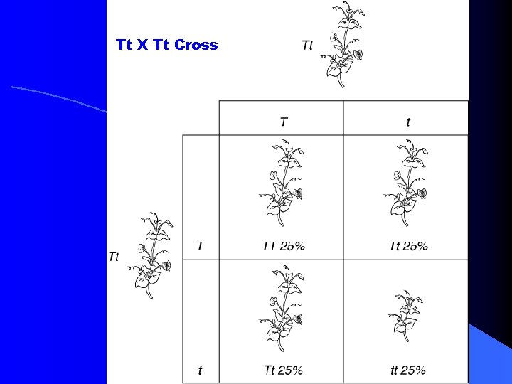 Tt X Tt Cross Tt X Tt Cross
