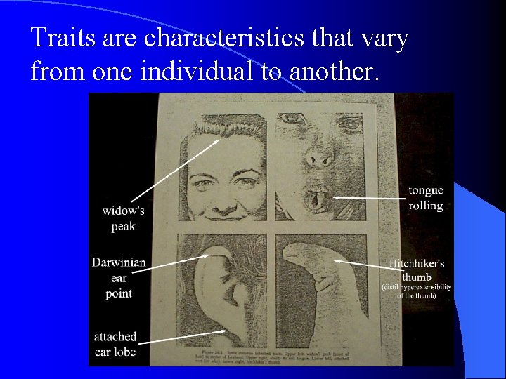 Traits are characteristics that vary from one individual to another. Traits are characteristics that vary from one individual to another.