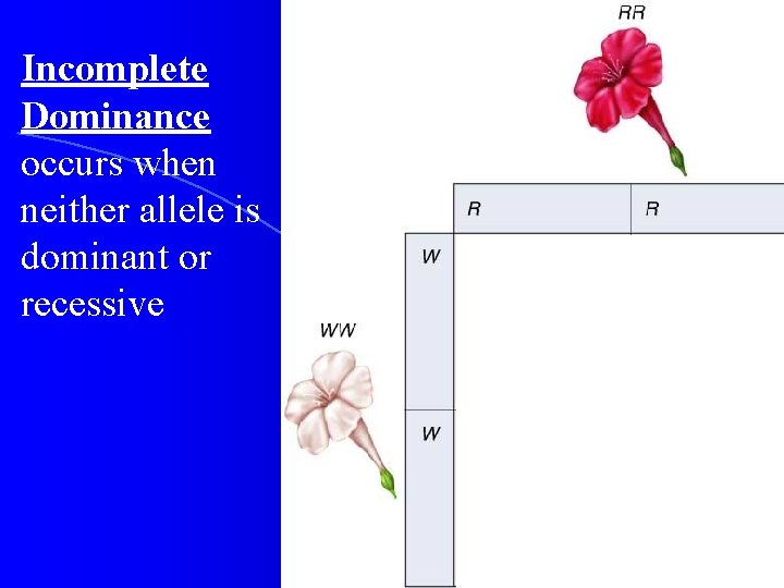 Incomplete Dominance occurs when neither allele is dominant or recessive Incomplete Dominance occurs when neither allele is dominant or recessive