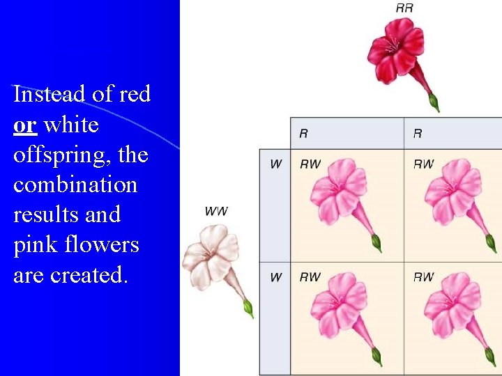Section 11 -3 Instead of red or white offspring, the combination results and pink Section 11 -3 Instead of red or white offspring, the combination results and pink