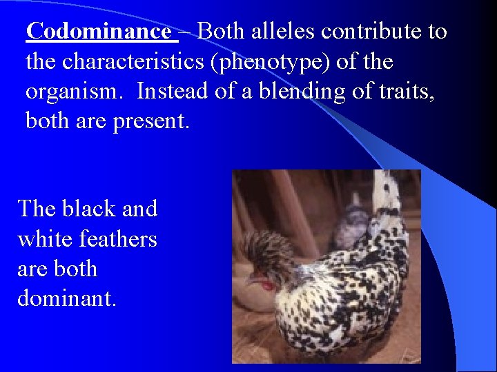 Codominance – Both alleles contribute to the characteristics (phenotype) of the organism. Instead of Codominance – Both alleles contribute to the characteristics (phenotype) of the organism. Instead of