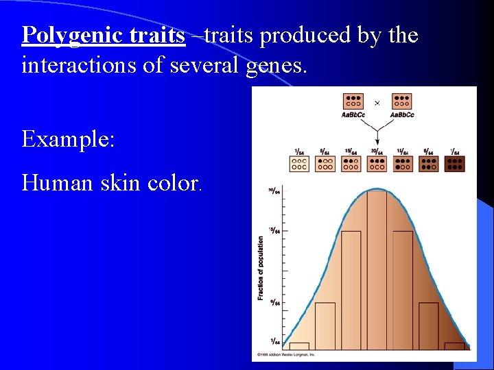 Polygenic traits –traits produced by the interactions of several genes. Example: Human skin color. Polygenic traits –traits produced by the interactions of several genes. Example: Human skin color.