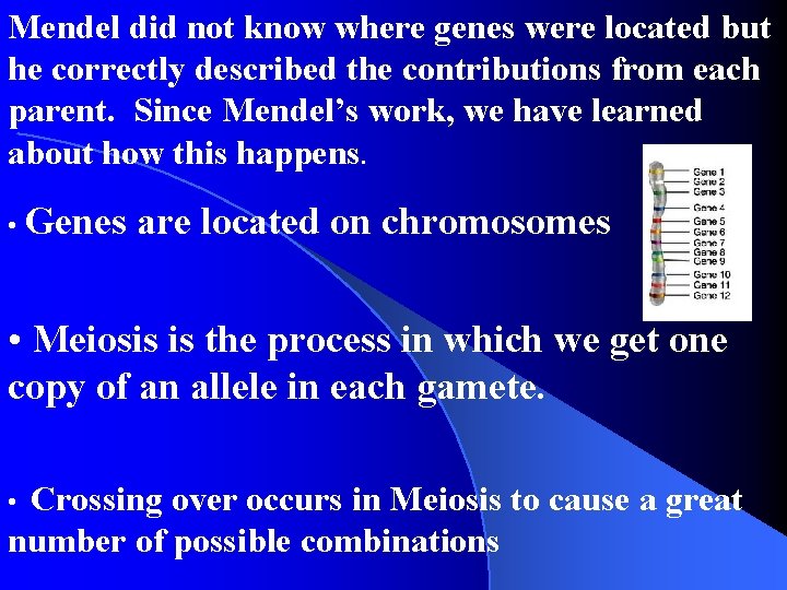 Mendel did not know where genes were located but he correctly Section 11 -4 Mendel did not know where genes were located but he correctly Section 11 -4