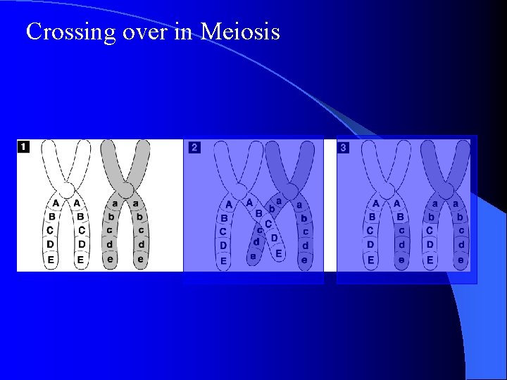 Crossing over in Meiosis Crossing over in Meiosis