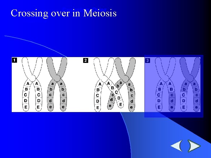 Crossing-Over Crossing over in Meiosis Section 11 -4 Crossing-Over Crossing over in Meiosis Section 11 -4