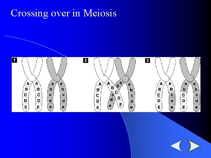 Crossing-Over Crossing over in Meiosis Section 11 -4 Crossing-Over Crossing over in Meiosis Section 11 -4