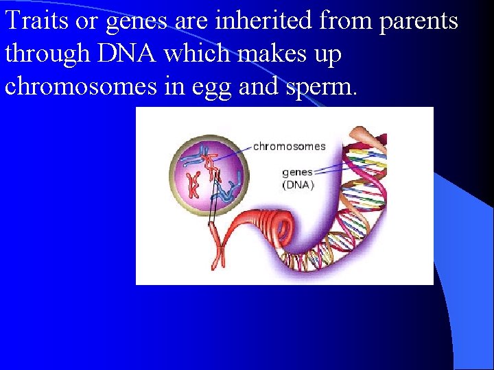 Traits or genes are inherited from parents through DNA which makes up chromosomes in Traits or genes are inherited from parents through DNA which makes up chromosomes in