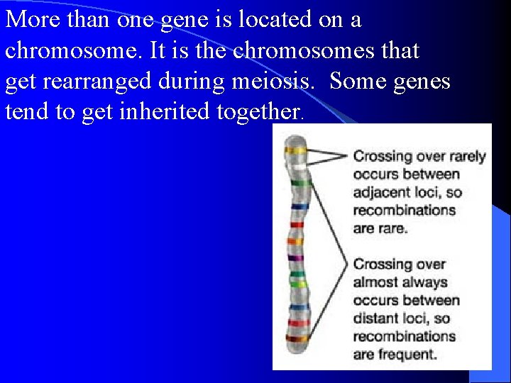 More than one gene is located on a chromosome. It is the chromosomes that More than one gene is located on a chromosome. It is the chromosomes that