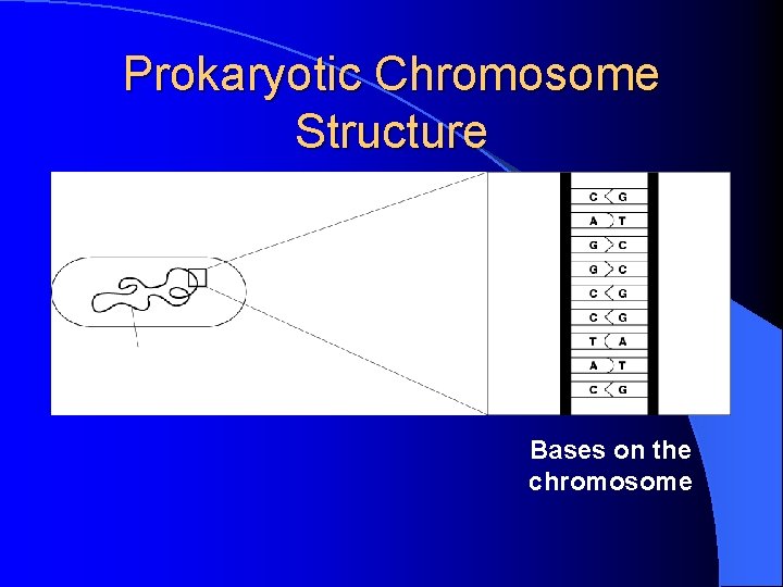 Prokaryotic Chromosome Structure Bases on the chromosome Prokaryotic Chromosome Structure Bases on the chromosome