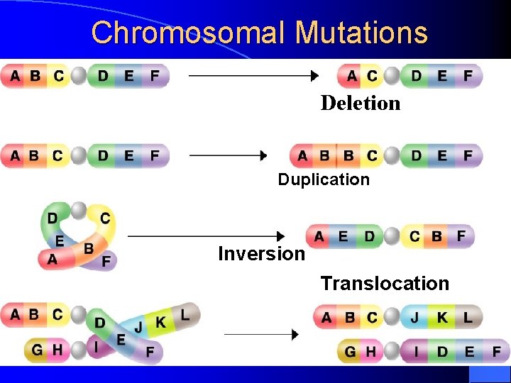 Chromosomal Mutations Section 12 -4 Deletion Duplication Inversion Translocation Chromosomal Mutations Section 12 -4 Deletion Duplication Inversion Translocation