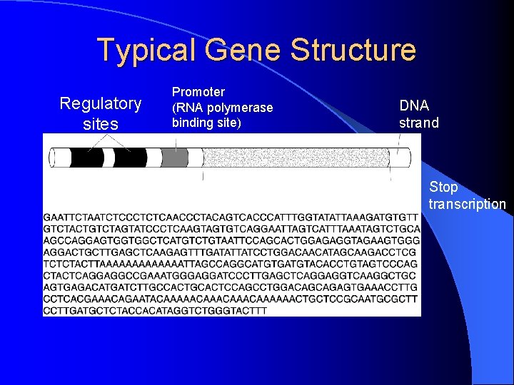 Typical Gene Structure Regulatory sites Promoter (RNA polymerase binding site) Start transcription DNA strand Typical Gene Structure Regulatory sites Promoter (RNA polymerase binding site) Start transcription DNA strand