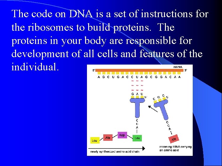 The code on DNA is a set of instructions for the ribosomes to build The code on DNA is a set of instructions for the ribosomes to build