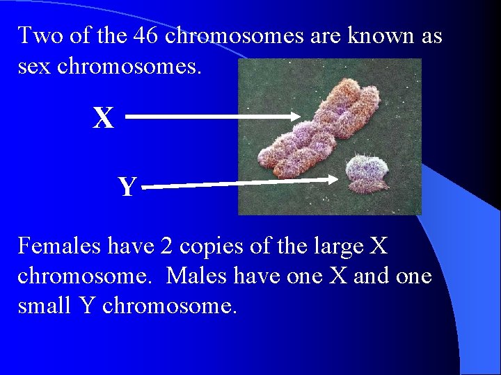 Two of the 46 chromosomes are known as sex chromosomes. X Y Females have Two of the 46 chromosomes are known as sex chromosomes. X Y Females have