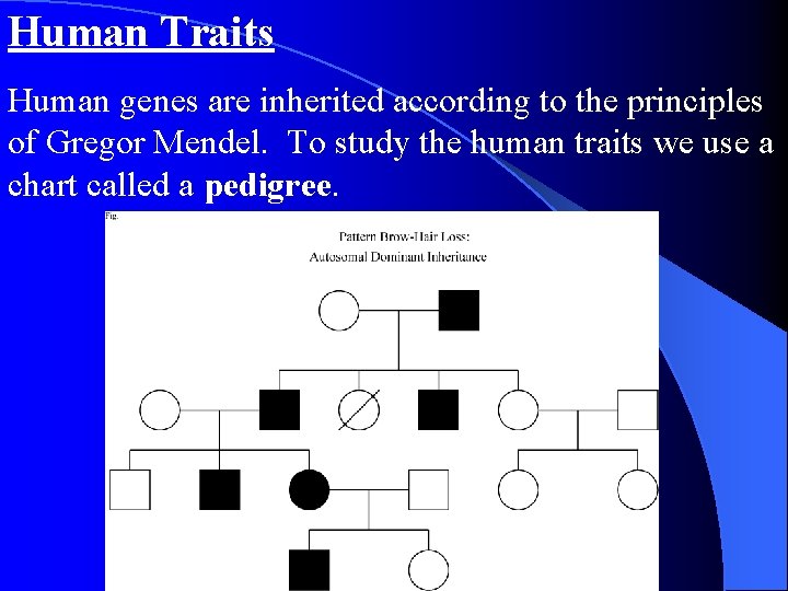 Human Traits Human genes are inherited according to the principles of Gregor Mendel. To Human Traits Human genes are inherited according to the principles of Gregor Mendel. To