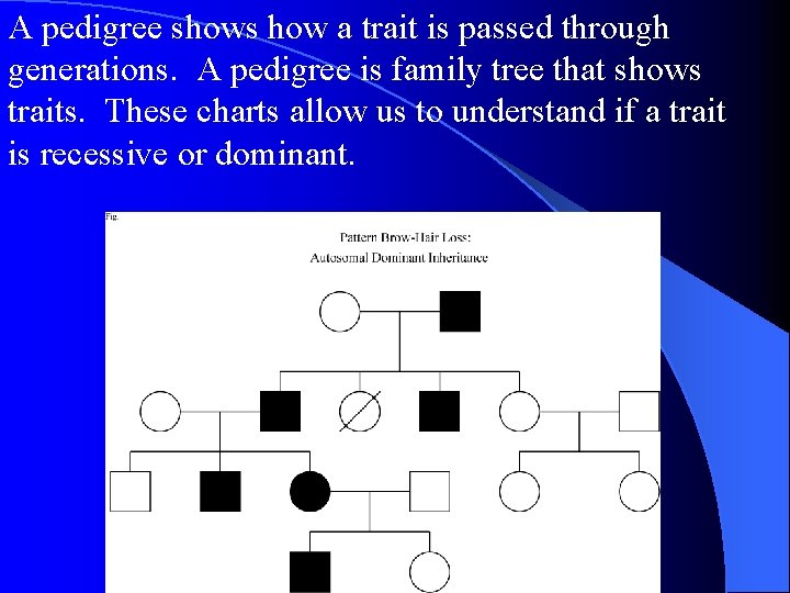 A pedigree shows how a trait is passed through generations. A pedigree is family A pedigree shows how a trait is passed through generations. A pedigree is family