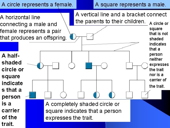 A circle represents a female. A horizontal line connecting a male and female represents A circle represents a female. A horizontal line connecting a male and female represents