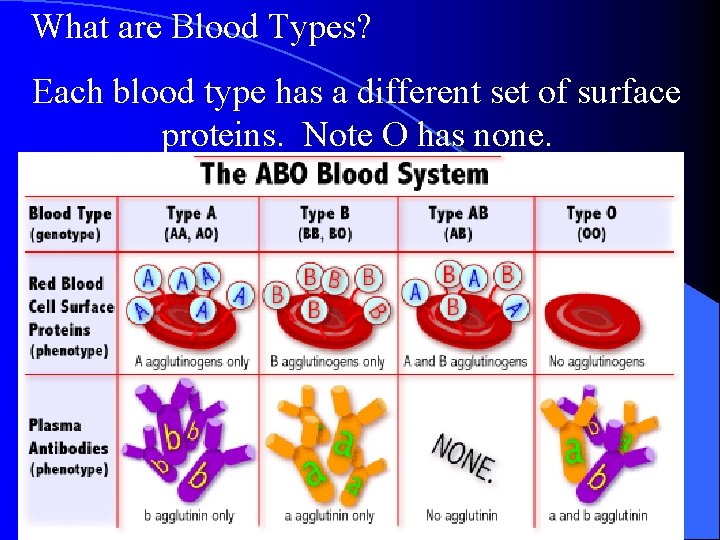 What are Blood Types? Each blood type has a different set of surface proteins. What are Blood Types? Each blood type has a different set of surface proteins.
