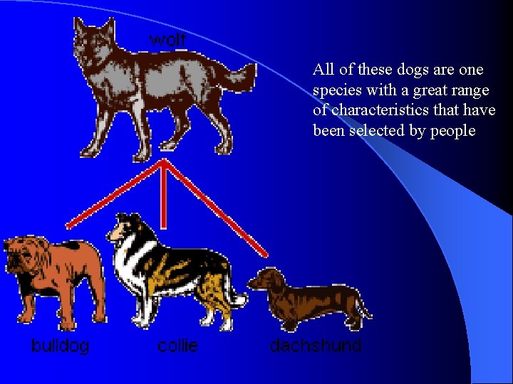 All of these dogs are one species with a great range of characteristics that All of these dogs are one species with a great range of characteristics that